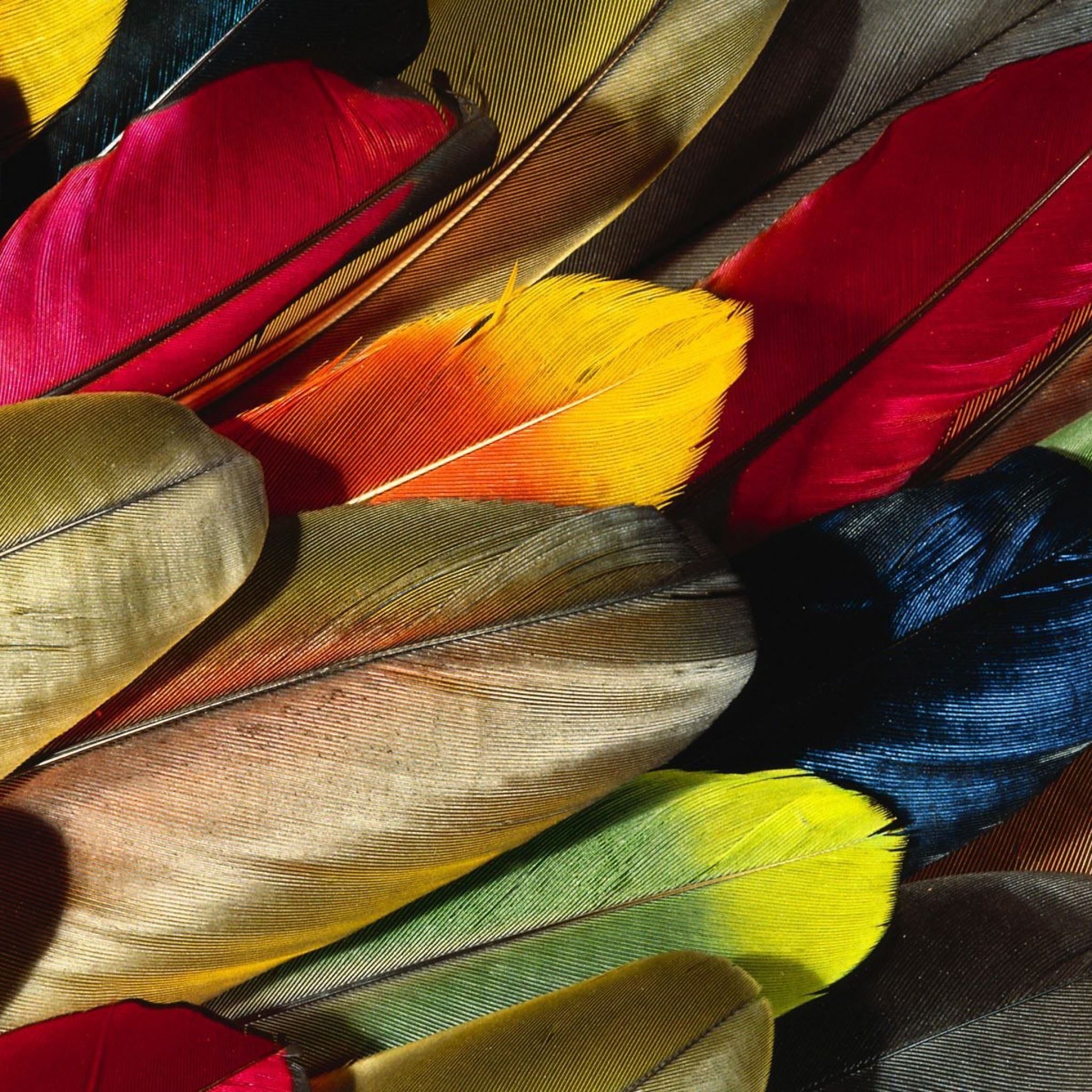 Parrot Feather Colorful iPad Air wallpaper 