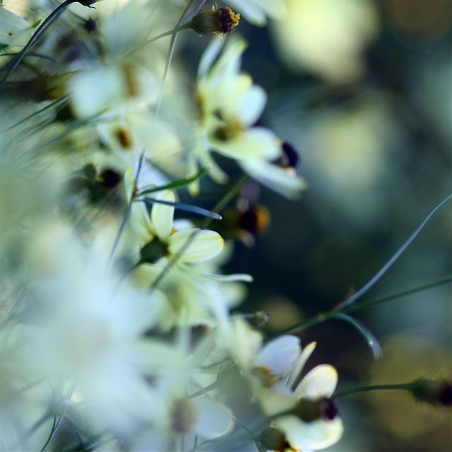 2048x2048 White Small Flowers - flowers iPad Air Wallpaper