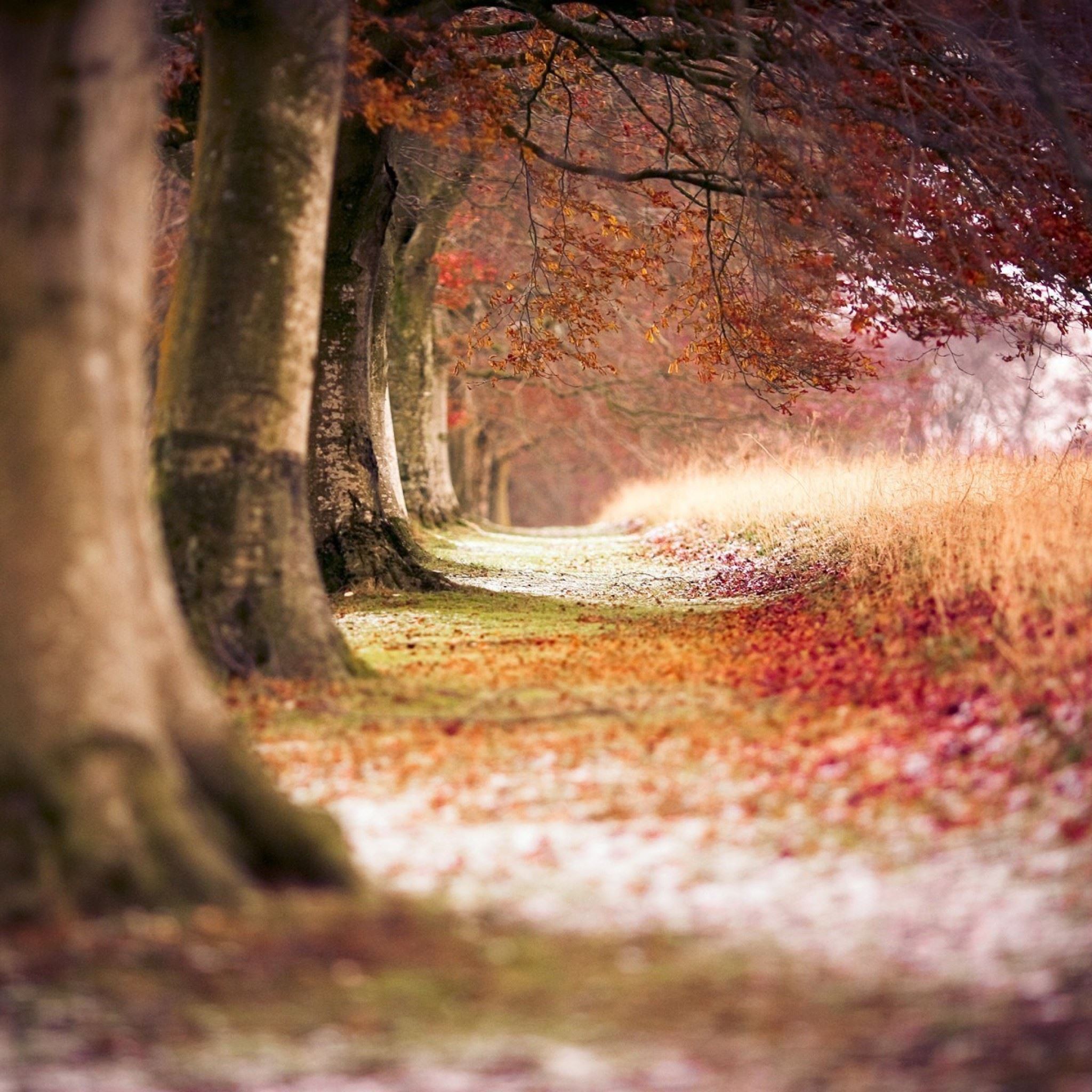 Forest Trees Path Fallen Leaves iPad Air wallpaper 
