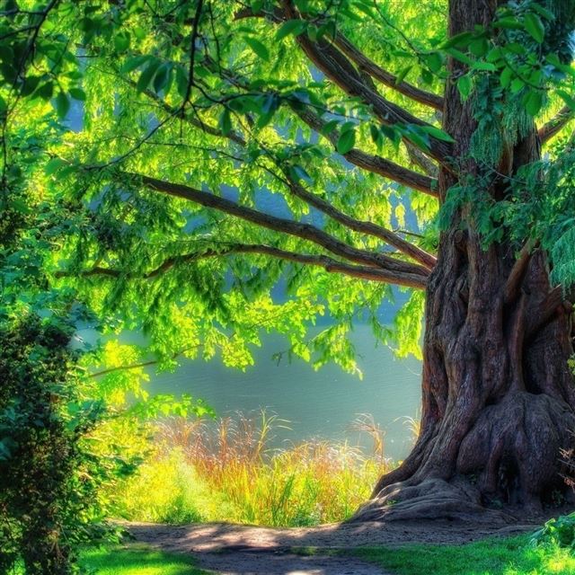 2048x2048 Summer Tree - summer iPad Air Wallpaper