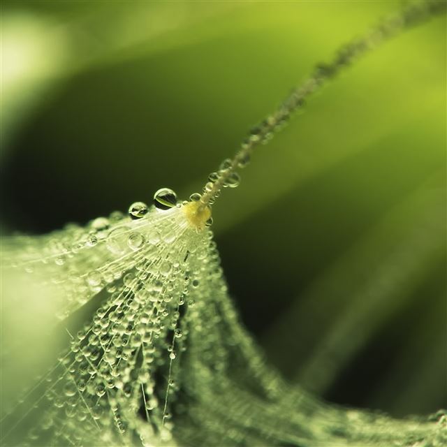 2048x2048 Plant Drops Dew - plant iPad Air Wallpaper