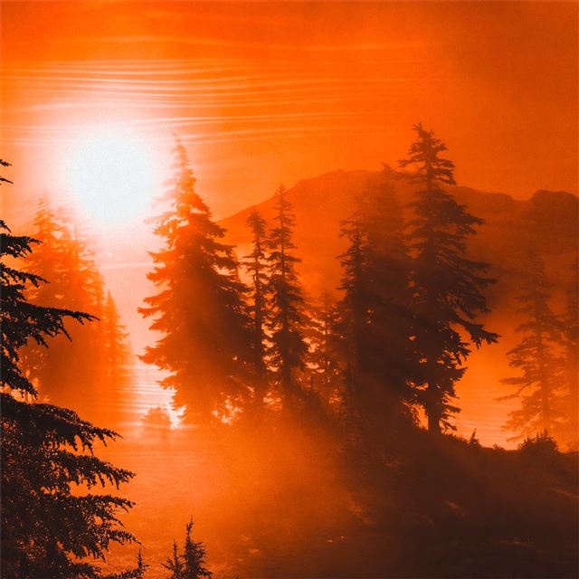 2732x2732 orange sunrise between trees 4k - trees iPad Air Wallpaper