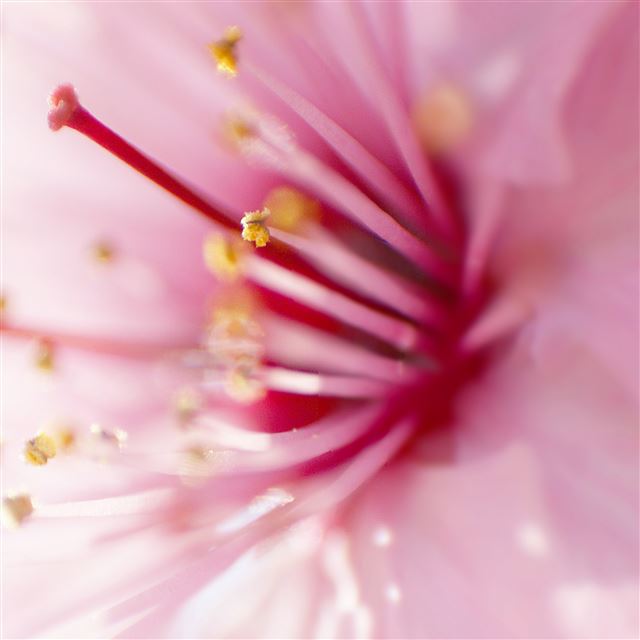 2048x2048 Pink Flowers 10 - bud iPad Air Wallpaper