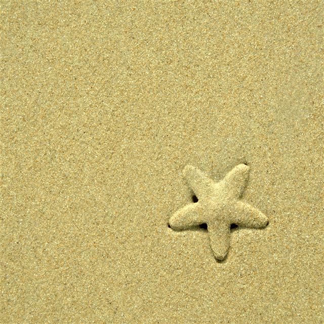 2048x2048 Starfish - starfish iPad Air Wallpaper