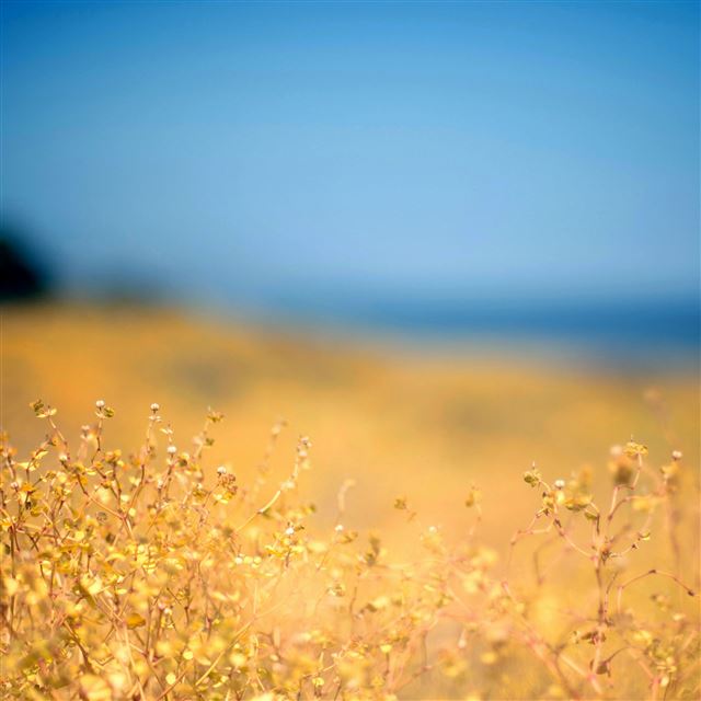 2048x2048 Weeds - bokeh iPad Air Wallpaper