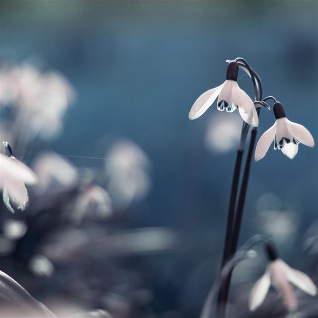 2048x2048 Opened snowdrops - flower iPad Air Wallpaper