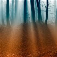 Autumn Forest wallpaper