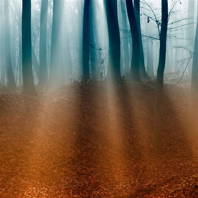 2048x2048 Autumn Forest - leafs iPad Air Wallpaper
