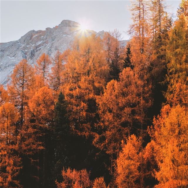 2732x2732 golden trees 5k - trees iPad Air Wallpaper
