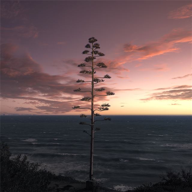 2048x2048 tree ocean seascape sky 5k -  iPad Air Wallpaper