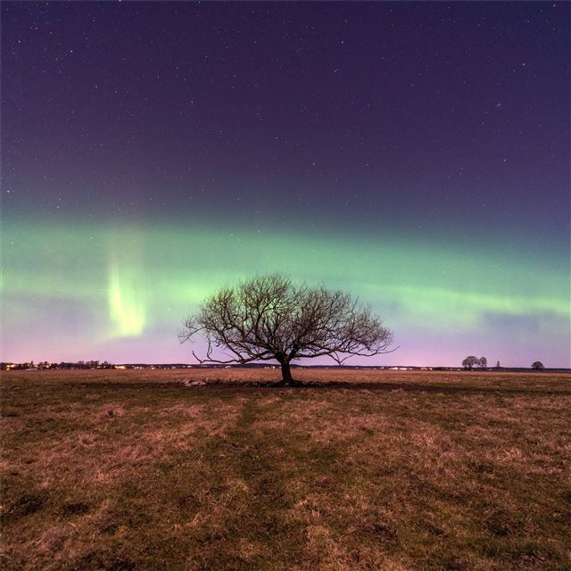 2732x2732 northern light bow trees 5k - nature iPad Air Wallpaper