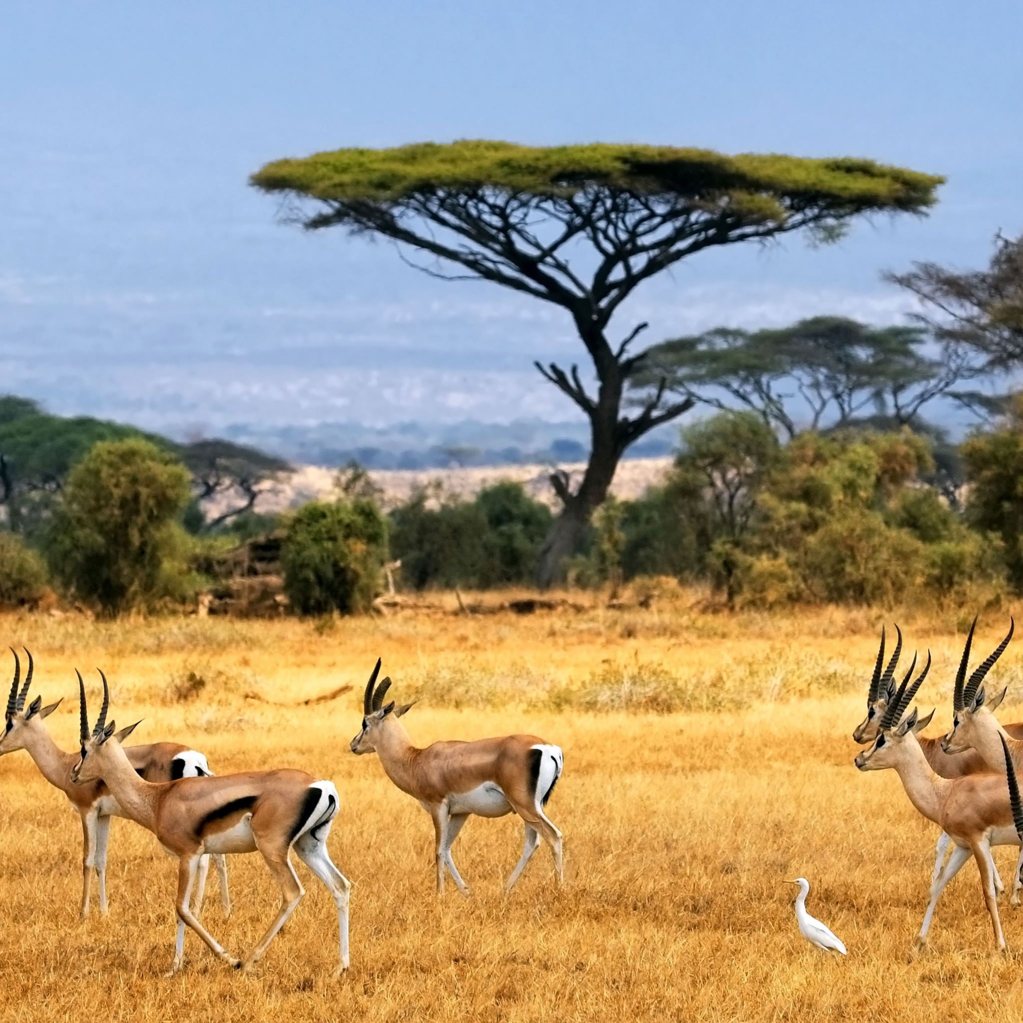 Национальные парки и заповедники африки. Египет природа и животные. Разнообразие природы Африки 7 класс. Природные зоны Замбии. Компоненты природы Африки.