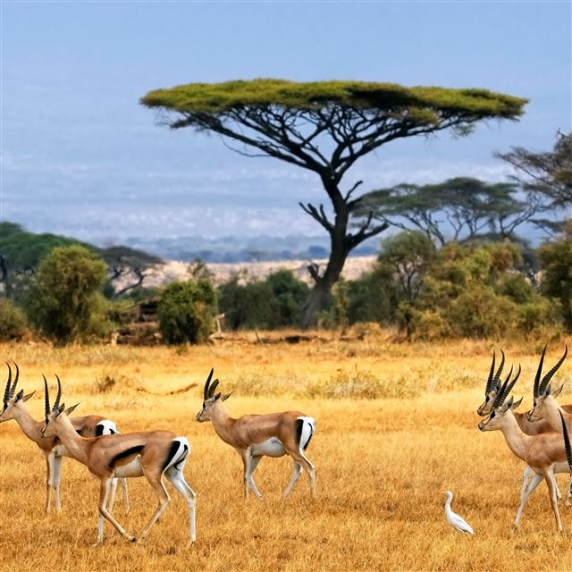 2048x2048 antelopes -  iPad Air Wallpaper