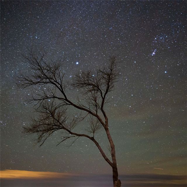 2048x2048 a lone tree under a night sky with stars -  iPad Air Wallpaper