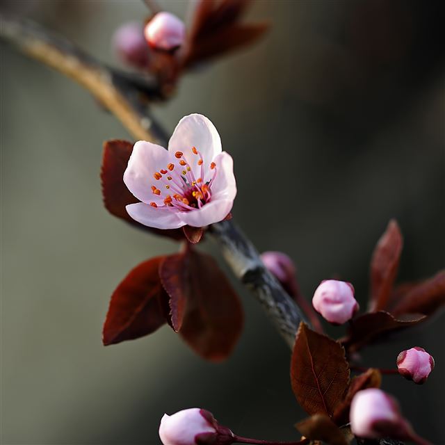 2048x2048 Purple spring - bud iPad Air Wallpaper