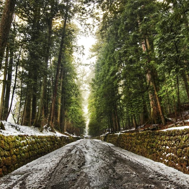 2048x2048 Old Forest Alley - alley iPad Air Wallpaper
