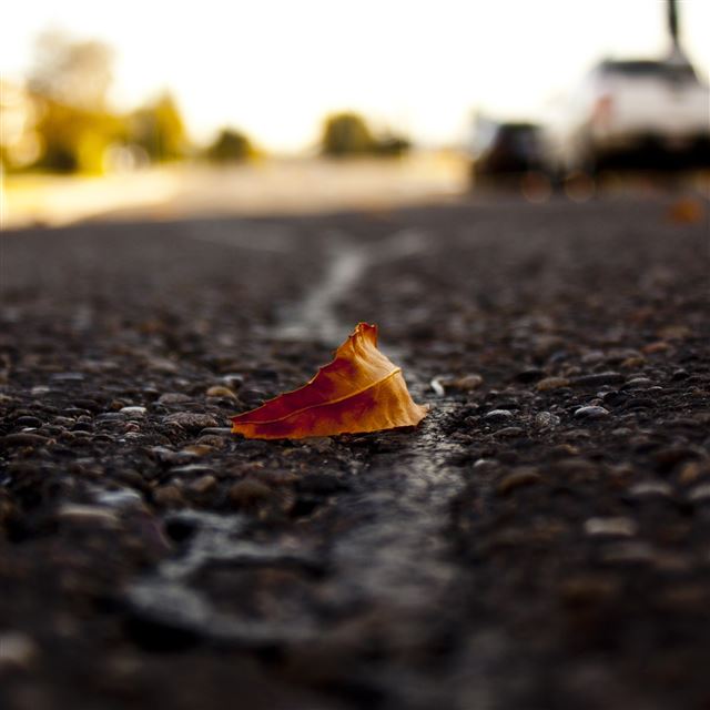 2048x2048 Lone Leaf - road iPad Air Wallpaper