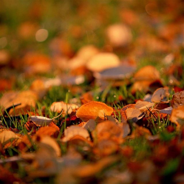 2048x2048 Autumn leaves close up - bokeh iPad Air Wallpaper