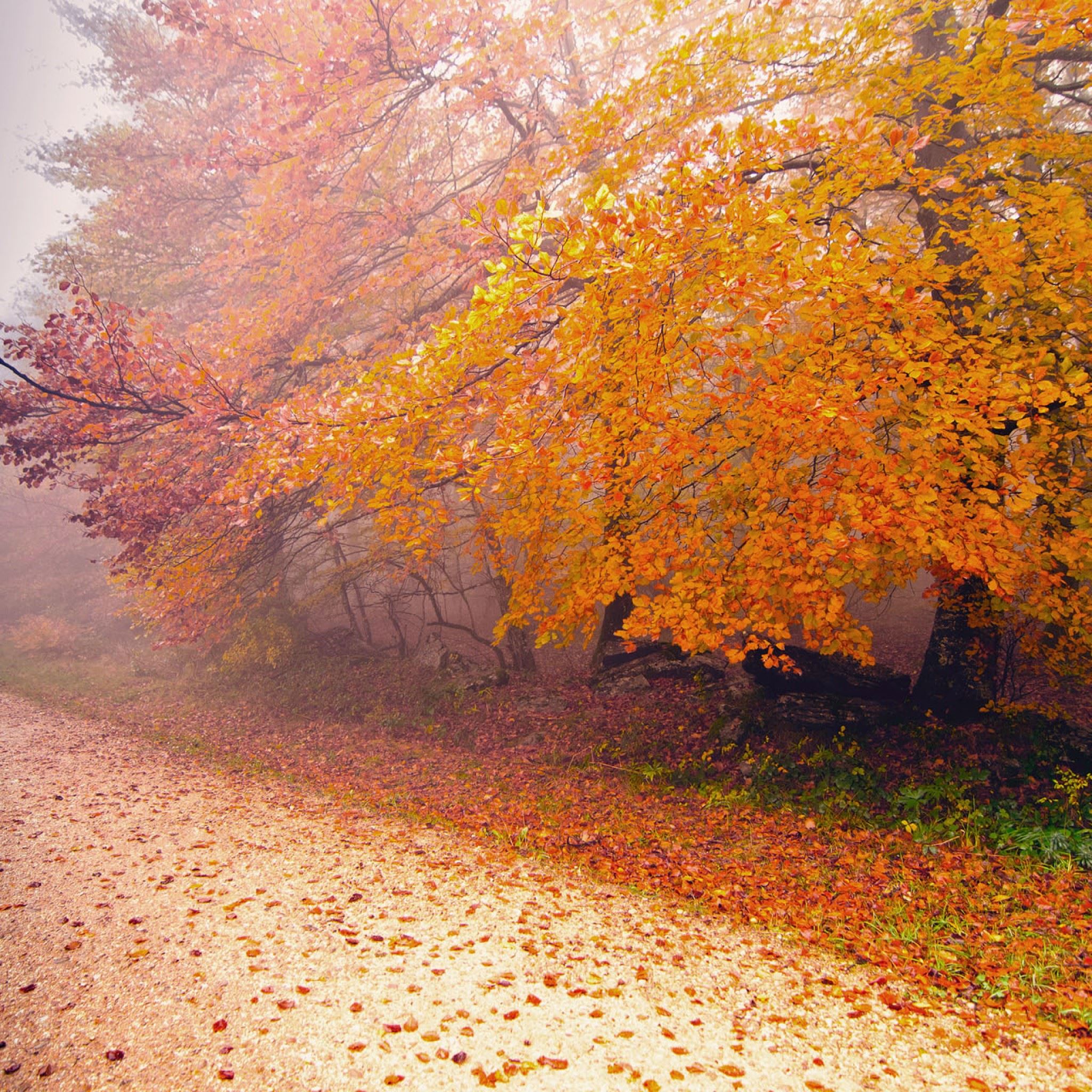 Foggy Autumn Morning iPad Air Wallpapers Free Download