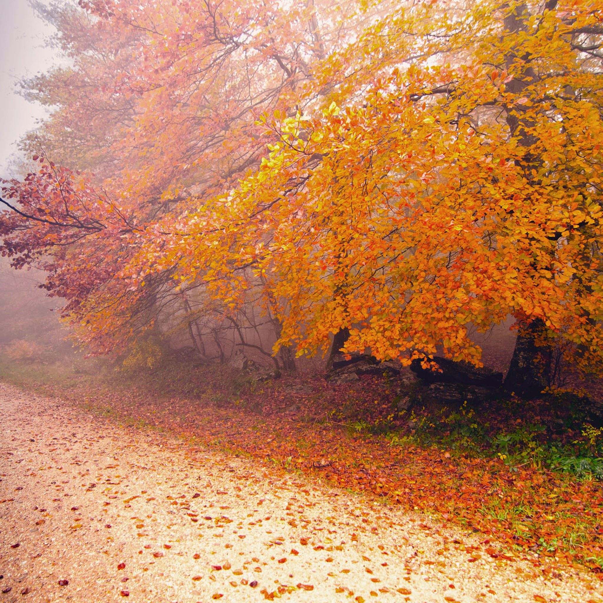 Foggy Autumn Morning iPad Air wallpaper 