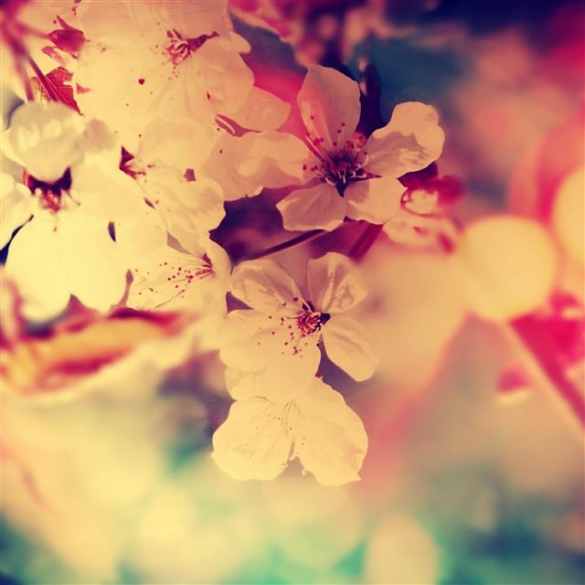 2048x2048 Fuzzy Flowers Red White - sunshine iPad Air Wallpaper