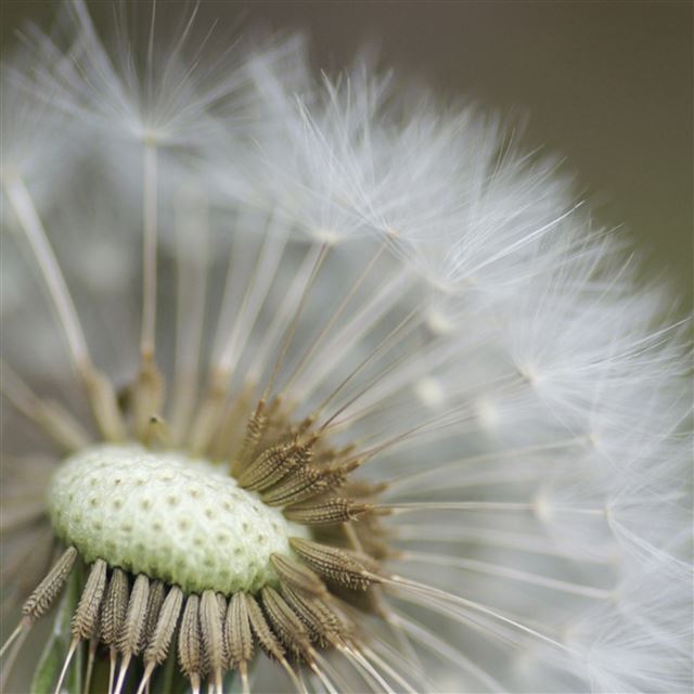2048x2048 Dandelion Flower - flower iPad Air Wallpaper