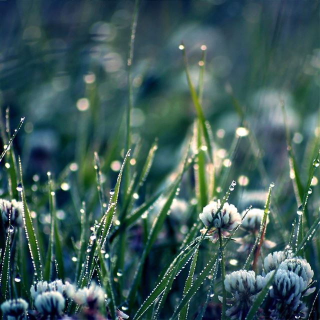 2048x2048 Clover field - flower iPad Air Wallpaper
