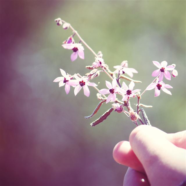 2048x2048 Small flowers twig - bokeh iPad Air Wallpaper