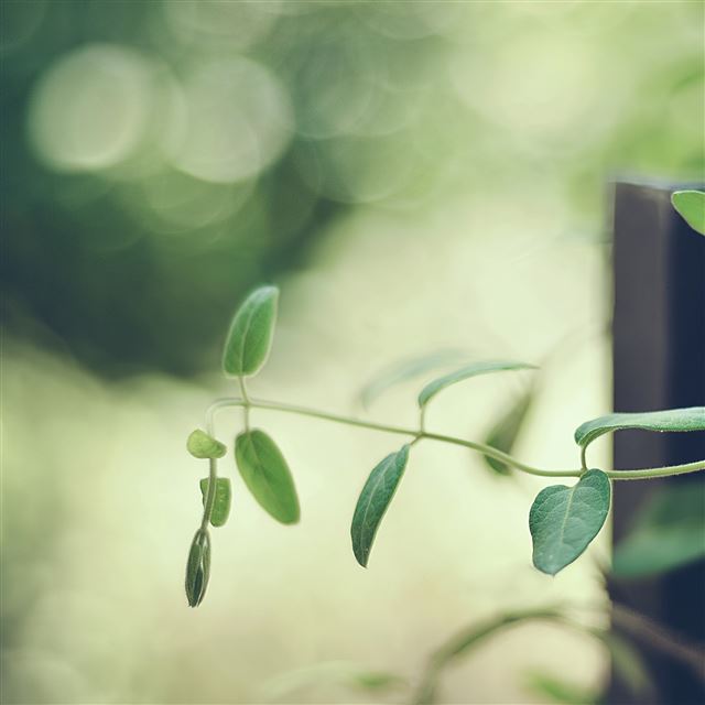 2048x2048 The garden - bokeh iPad Air Wallpaper