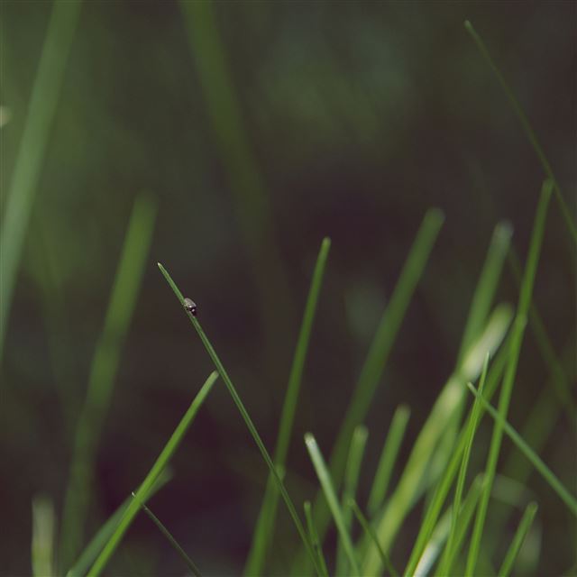 2048x2048 Bug life - bokeh iPad Air Wallpaper