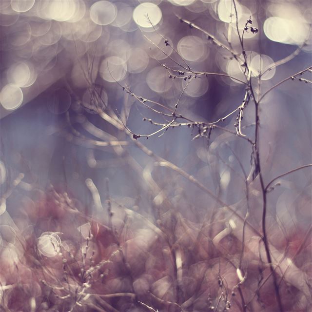 2048x2048 Waking dreams - bokeh iPad Air Wallpaper