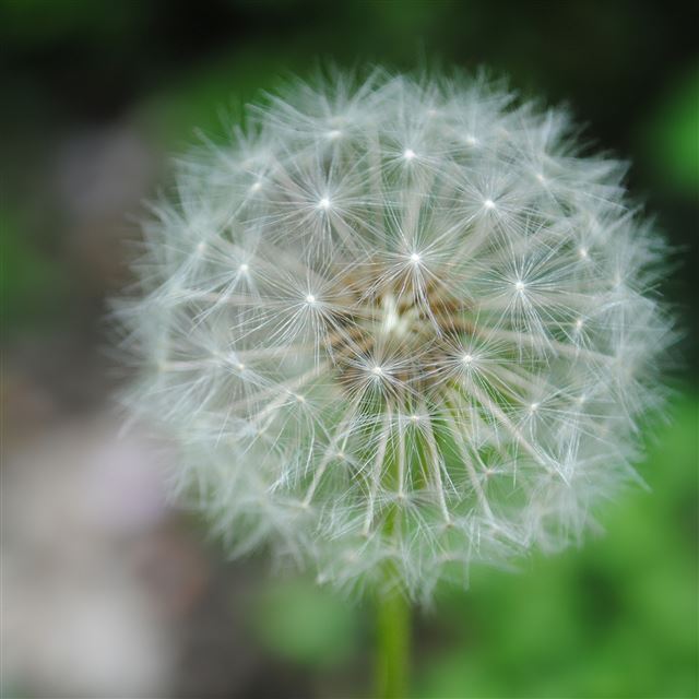 2048x2048 Dandelion - bokeh iPad Air Wallpaper