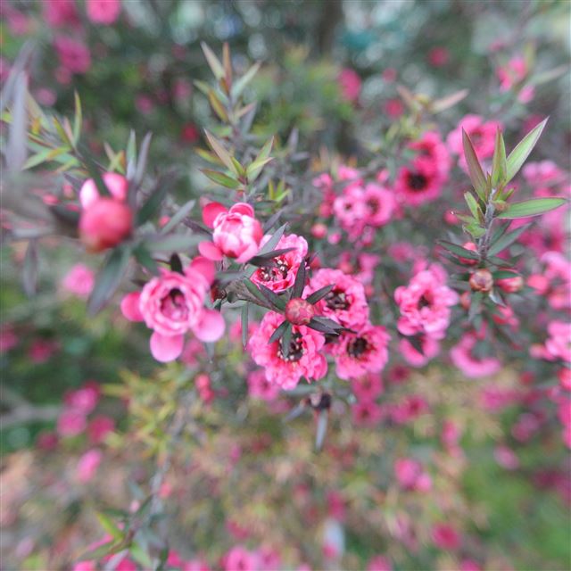 2048x2048 Flower - flower iPad Air Wallpaper