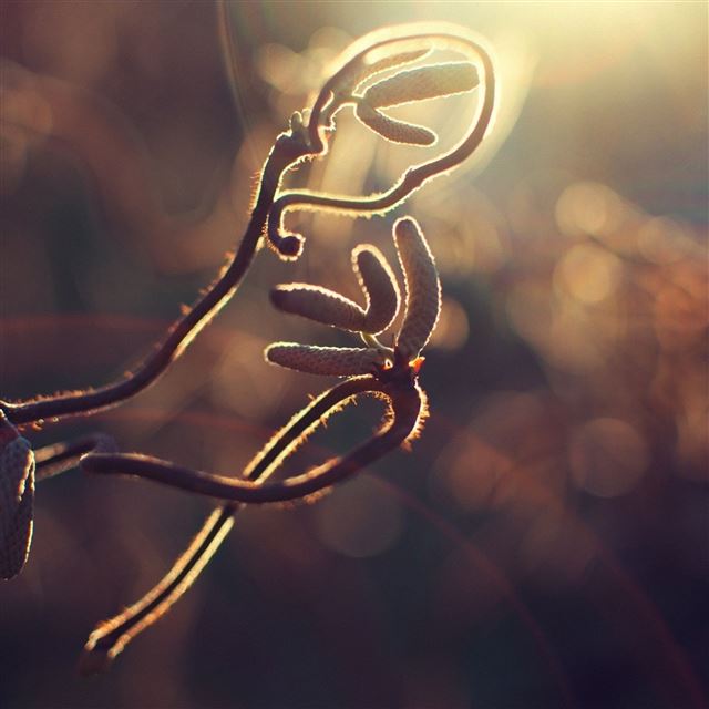 2048x2048 Plants Branches Lights Glare - bokeh iPad Air Wallpaper