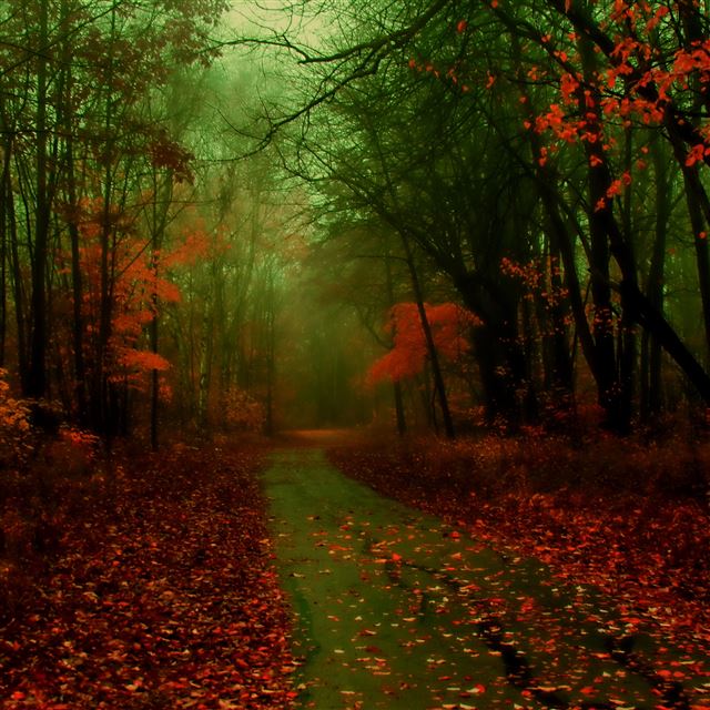 2048x2048 Misty Autumn - misty iPad Air Wallpaper