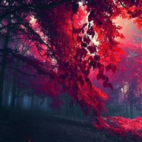 Red Forest wallpaper