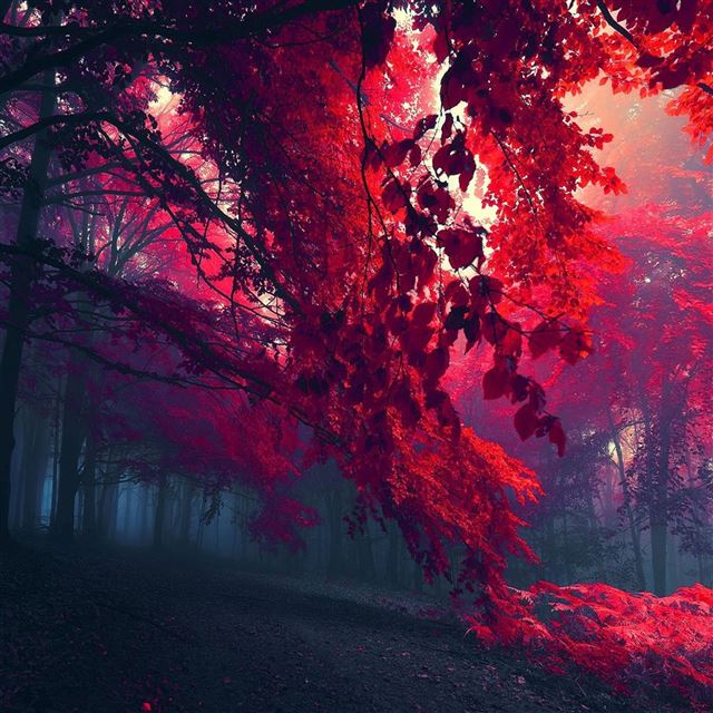 2048x2048 Red Forest - leafs iPad Air Wallpaper