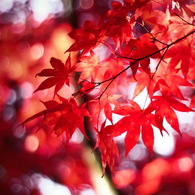 2048x2048 Dream In Red - sunshine iPad Air Wallpaper