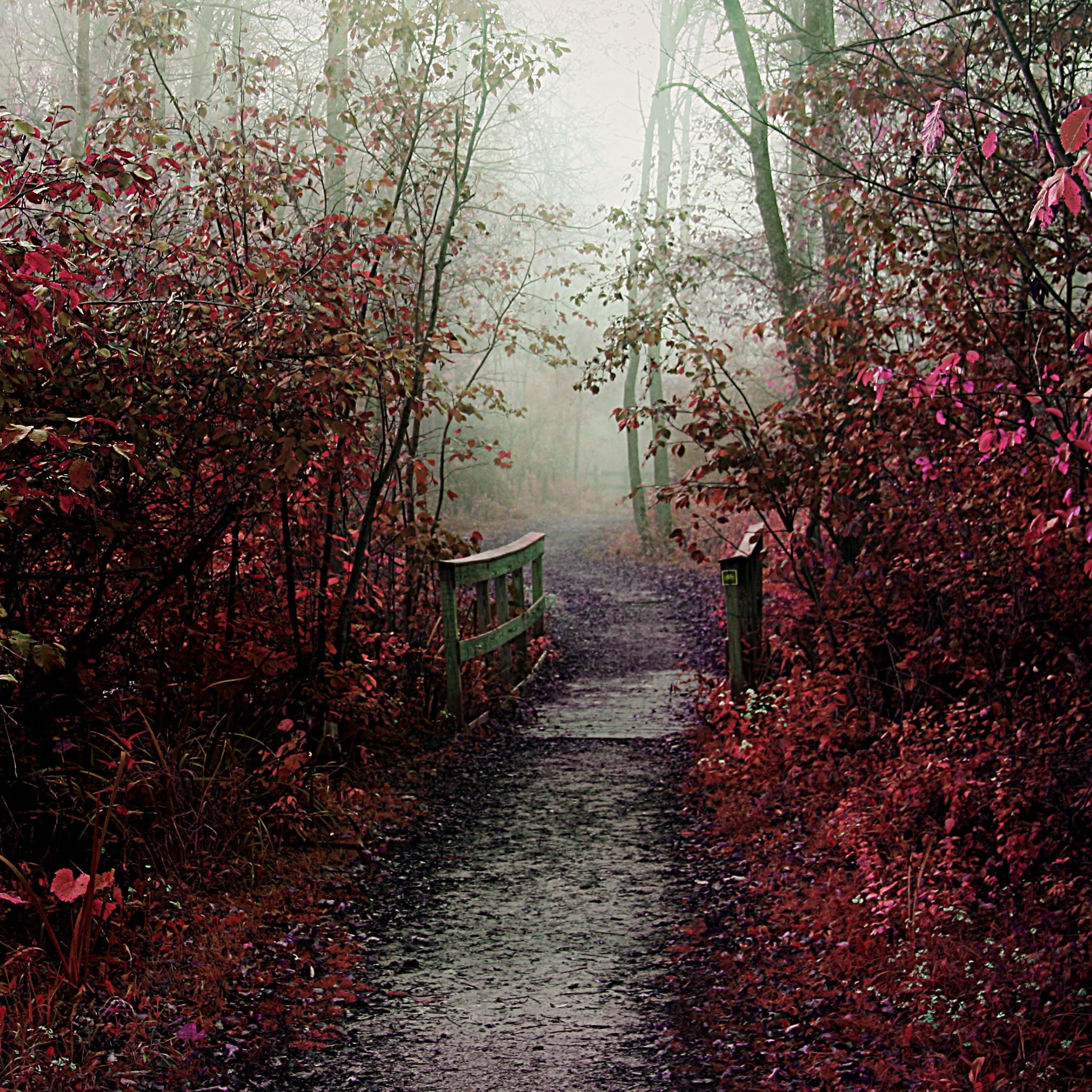 Autumn Mist Path iPad Air wallpaper 