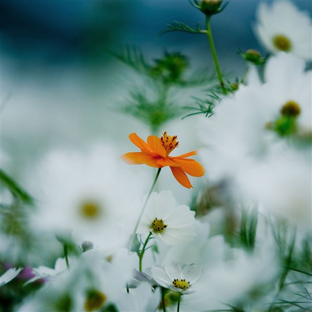 2048x2048 Orange White Flowers - flowers iPad Air Wallpaper