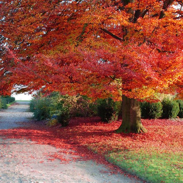 2048x2048 Autumn Leaf - road iPad Air Wallpaper