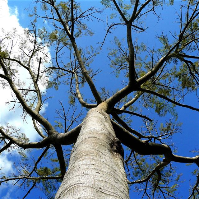 2048x2048 Rising Tree - trunk iPad Air Wallpaper