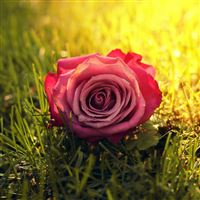 Rose Grass Sunbeam wallpaper
