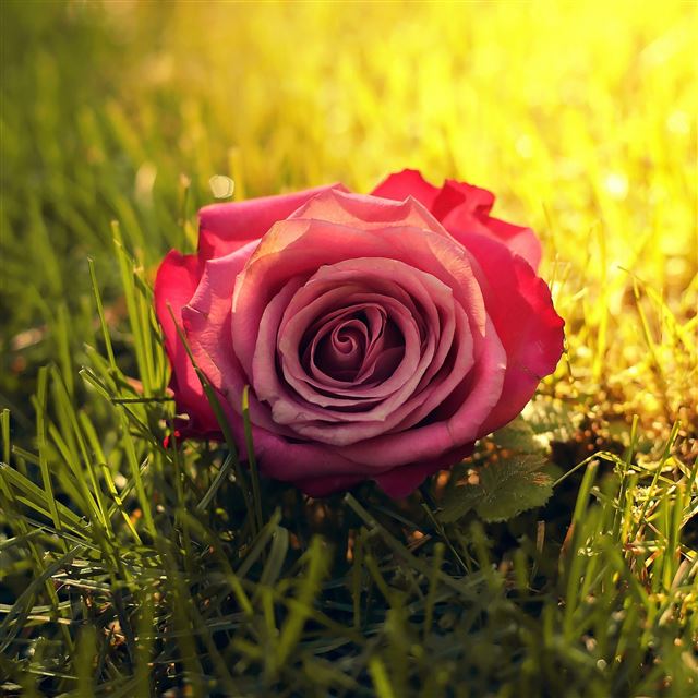 2048x2048 Rose Grass Sunbeam - flower iPad Air Wallpaper