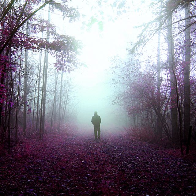 2048x2048 Mystery Walks - leafs iPad Air Wallpaper