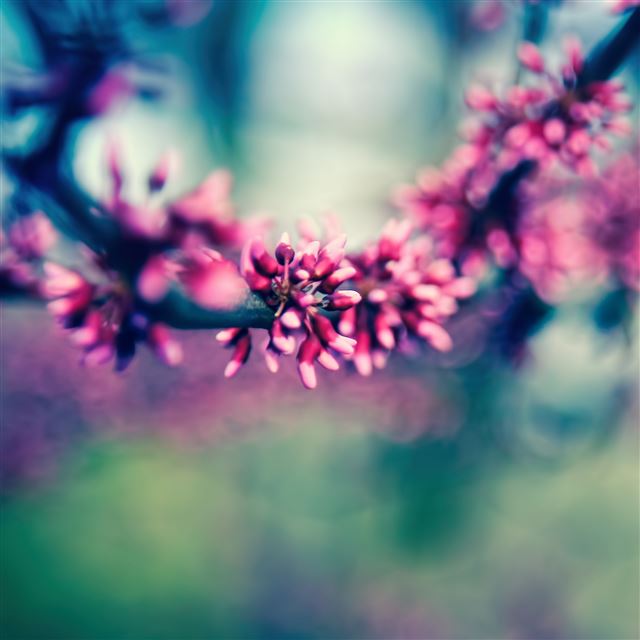 2048x2048 Beautiful Spring Colours - white iPad Air Wallpaper