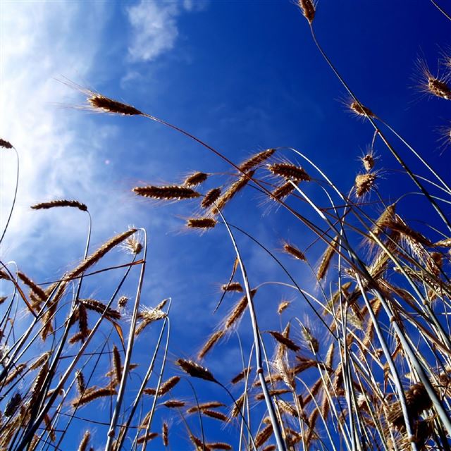 2048x2048 Plants Rising - plants iPad Air Wallpaper