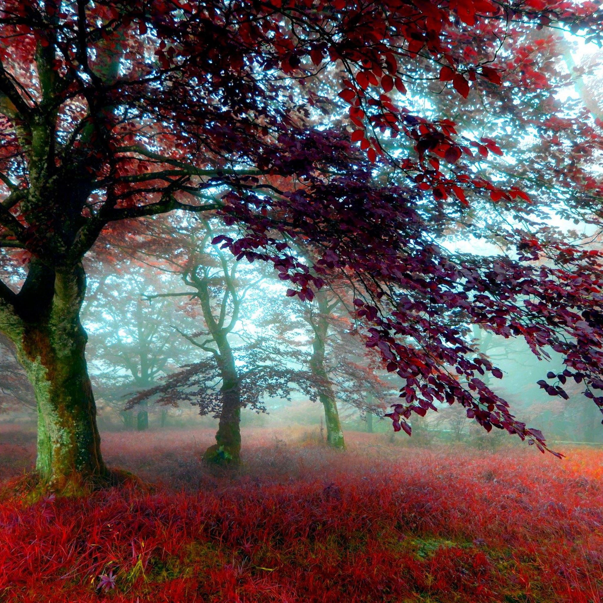 Red Effect Autumn Forest iPad Air wallpaper 