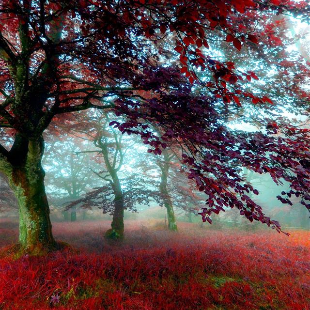 2048x2048 Red Effect Autumn Forest - effect iPad Air Wallpaper