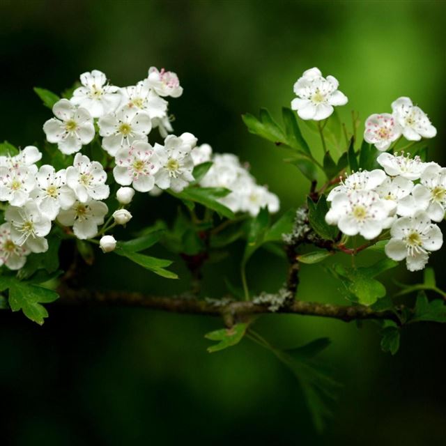 2048x2048 Flowers Fruit - fruit iPad Air Wallpaper